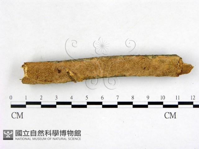 登錄號:F0022604藏品圖，第1張