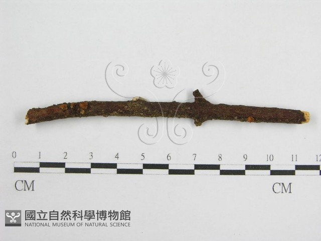 微皮傘屬藏品圖，第1張