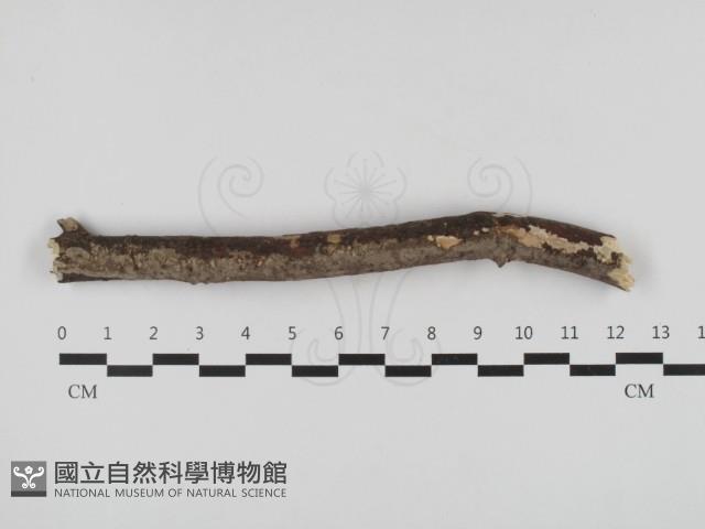 刺革菌屬藏品圖，第1張