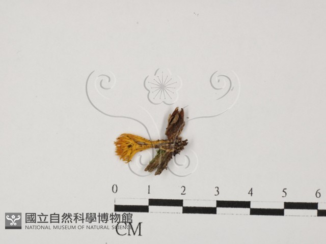 登錄號:F0027604藏品圖，第1張