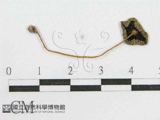 登錄號:F0007604藏品圖，第1張