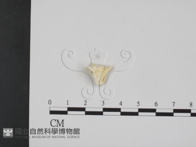 登錄號:F0017604藏品圖，第1張