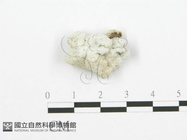 裂褶菌藏品圖，第1張