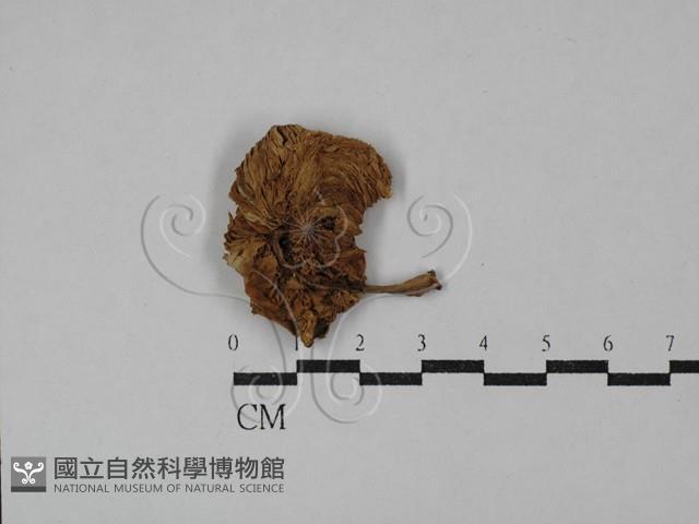 登錄號:F0029604藏品圖，第1張