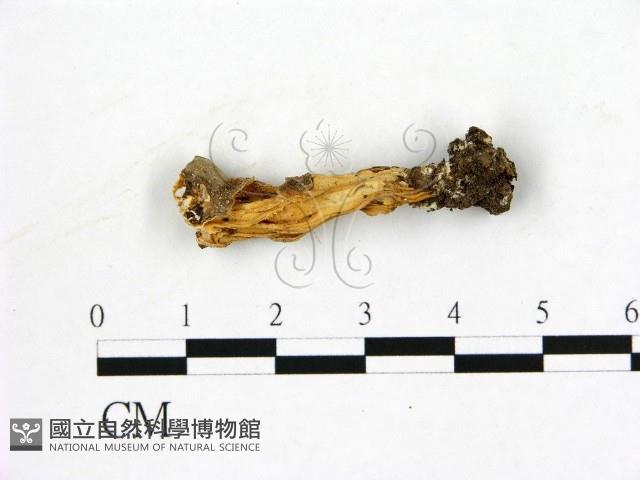 登錄號:F0019604藏品圖，第1張