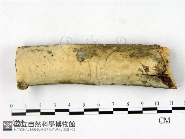 登錄號:F0003604藏品圖，第1張