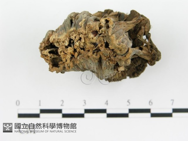 波邊革菌屬藏品圖，第1張