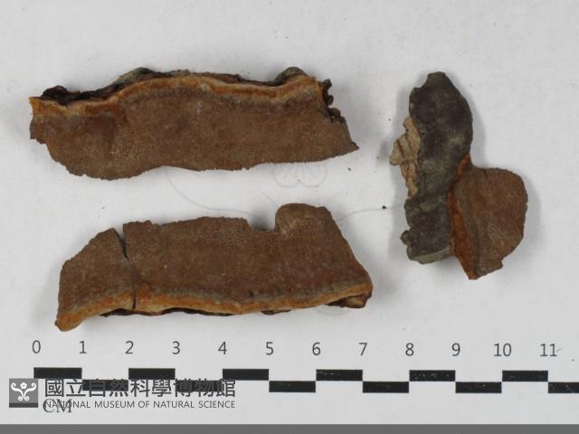 登錄號:F0033604藏品圖，第1張