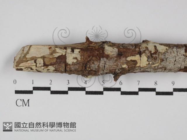 登錄號:F0028404藏品圖，第1張