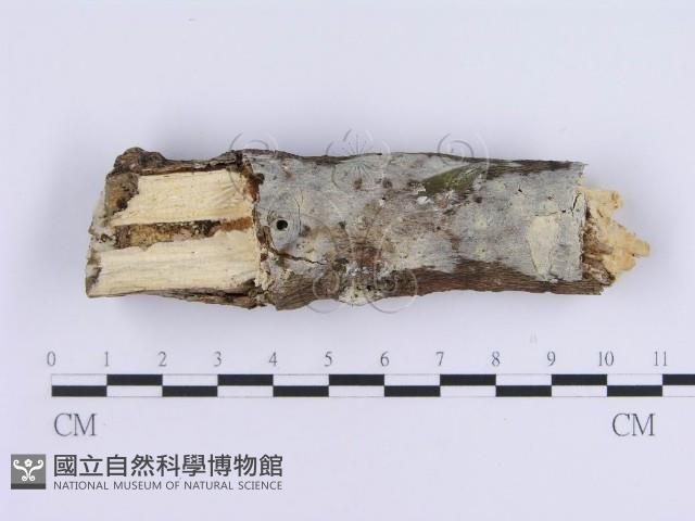 登錄號:F0020404藏品圖，第1張