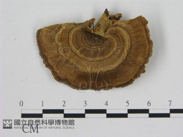 登錄號:F0010404藏品圖，第1張