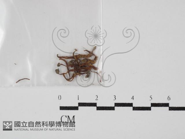 珊瑚菌屬藏品圖，第1張