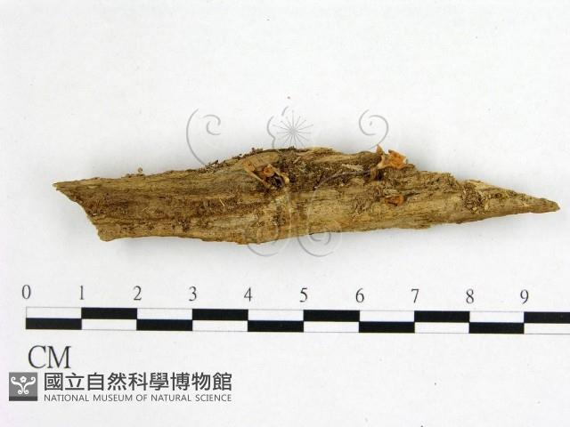 花耳屬藏品圖，第1張