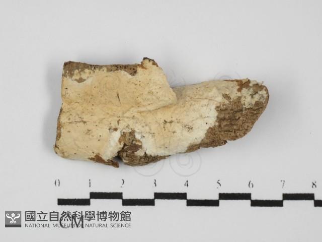 登錄號:F0031404藏品圖，第1張