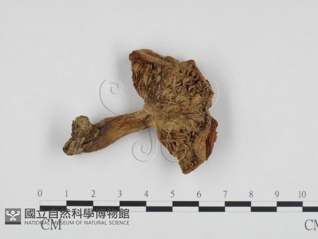 登錄號:F0024404藏品圖，第1張