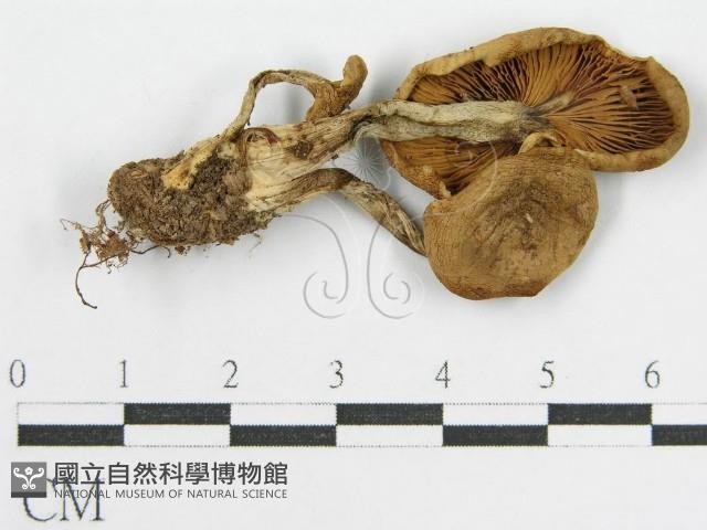 登錄號:F0014404藏品圖，第1張