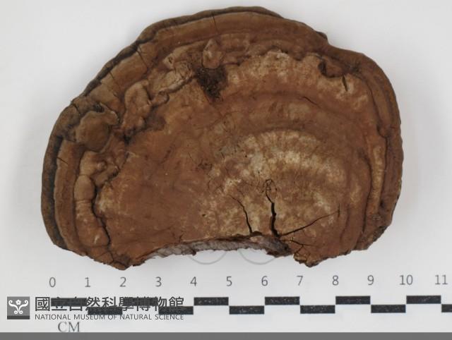 登錄號:F0034404藏品圖，第1張