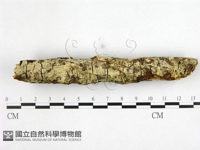 登錄號:F0022404藏品圖，第1張