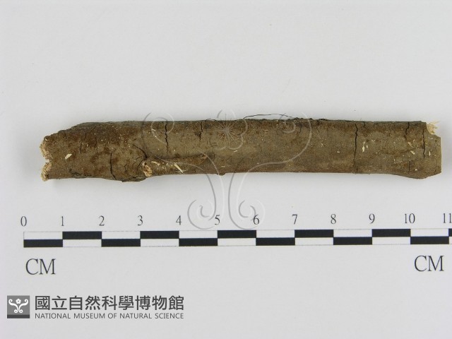 刺革菌屬藏品圖，第1張