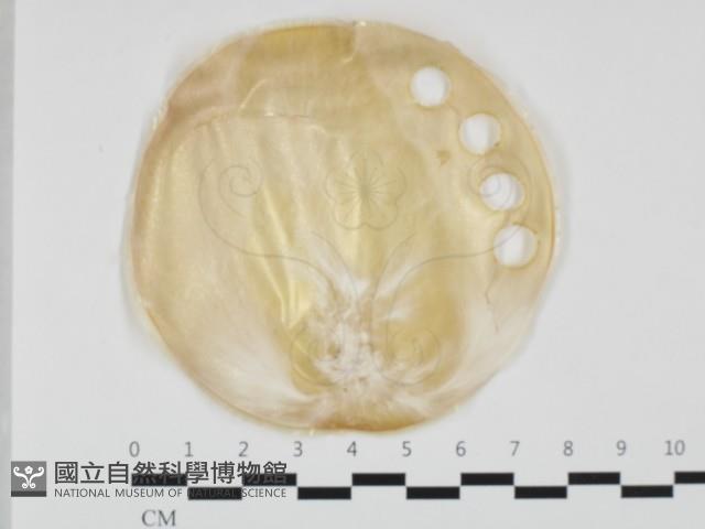 登錄號:F0032404藏品圖，第1張