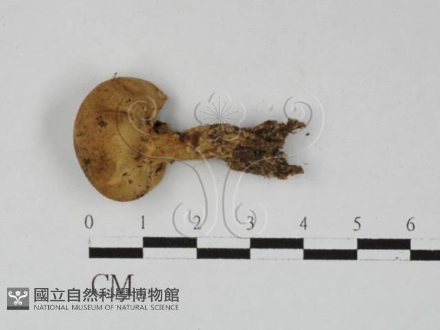 登錄號:F0027404藏品圖，第1張