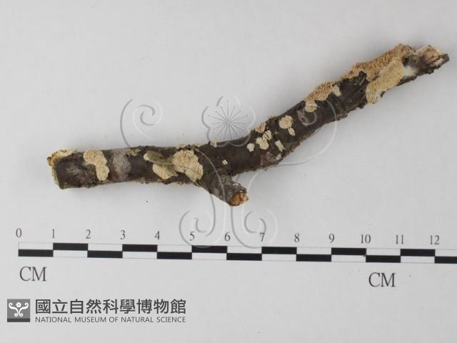 耙菌屬藏品圖，第1張