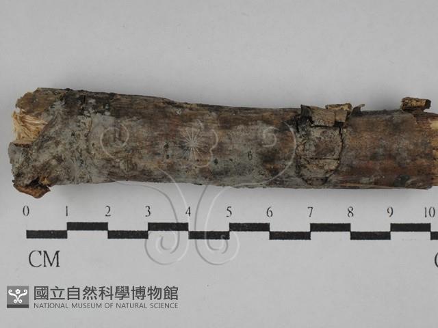 登錄號:F0029404藏品圖，第1張