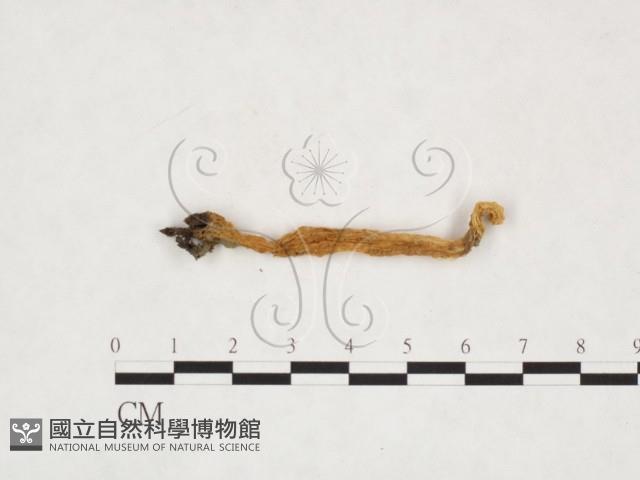 登錄號:F0003404藏品圖，第1張