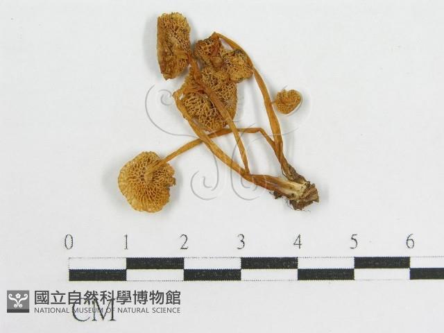登錄號:F0013404藏品圖，第1張