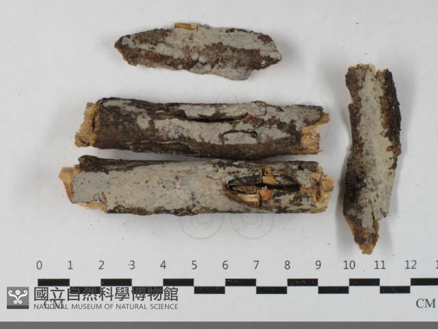 登錄號:F0033404藏品圖，第1張