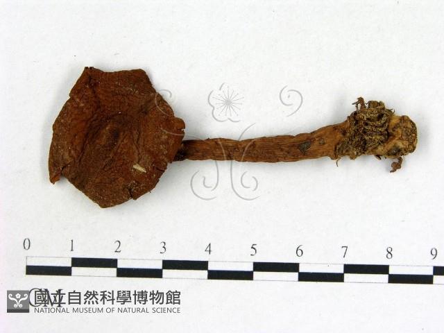 登錄號:F0018704藏品圖，第1張