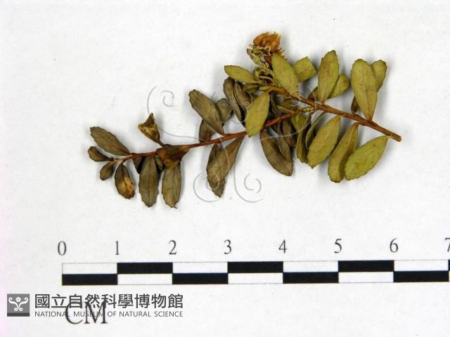 登錄號:F0020704藏品圖，第1張