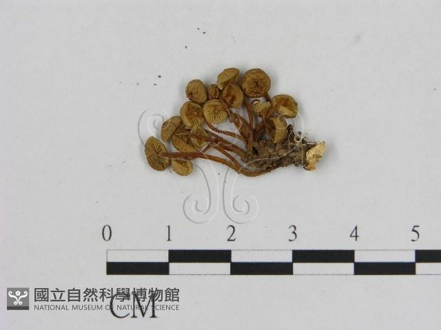 小菇屬藏品圖，第1張