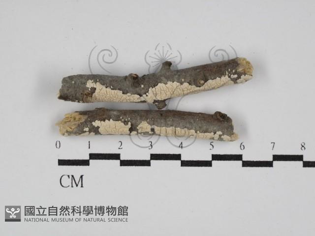 登錄號:F0026704藏品圖，第1張