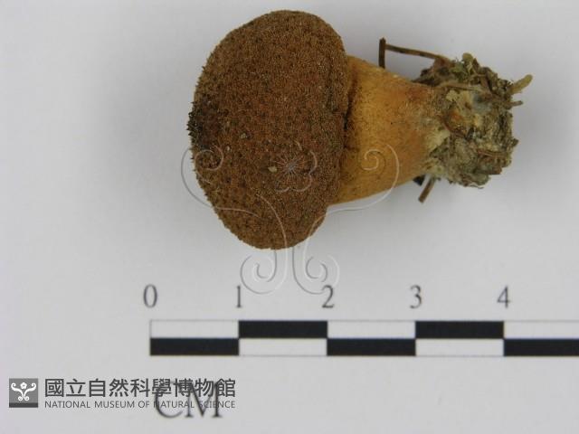 登錄號:F0001704藏品圖，第1張