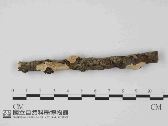 韌革菌屬藏品圖，第1張