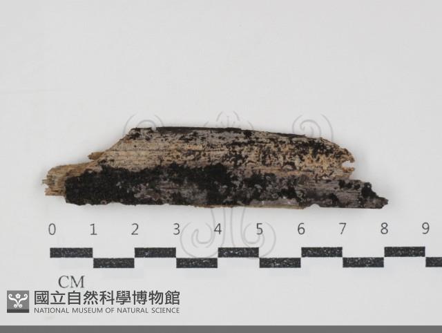 登錄號:F0034704藏品圖，第1張