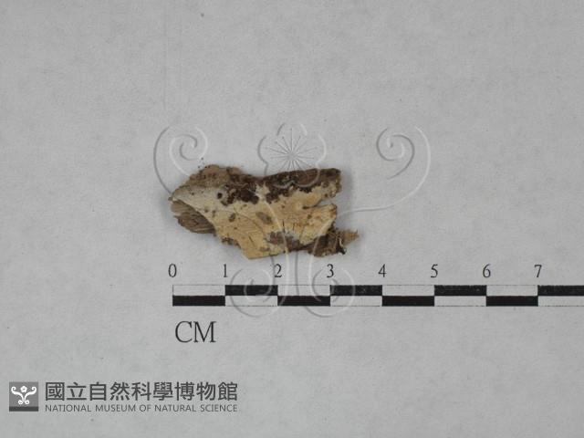 登錄號:F0022704藏品圖，第1張