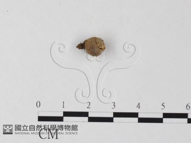 登錄號:F0002704藏品圖，第1張