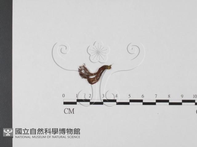 登錄號:F0012704藏品圖，第1張