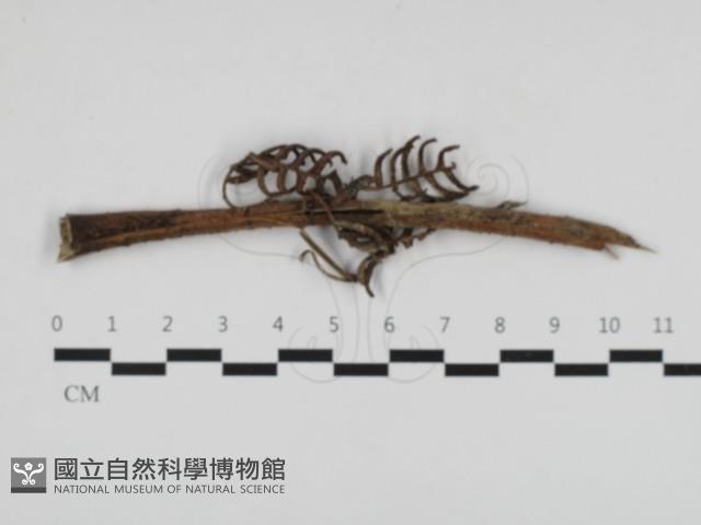 登錄號:F0032704藏品圖，第1張