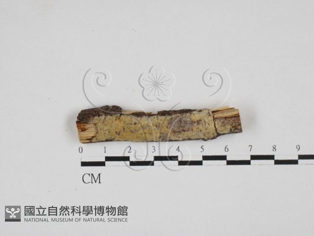 登錄號:F0027704藏品圖，第1張