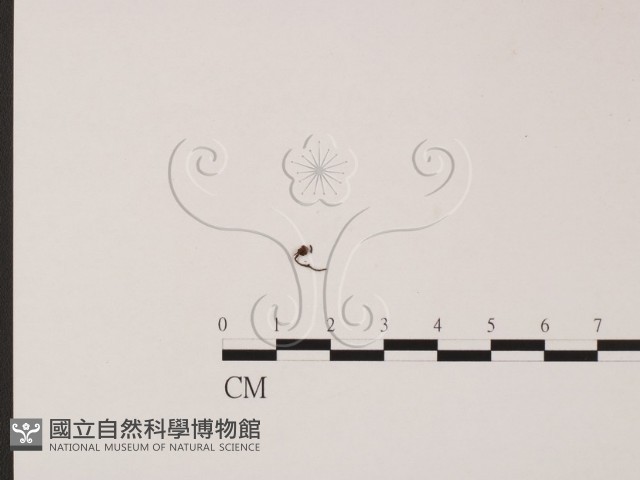 登錄號:F0007704藏品圖，第1張