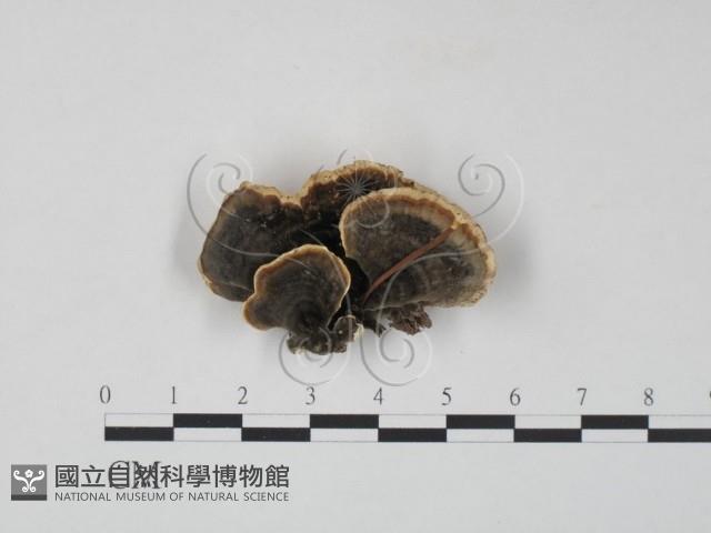 雲芝藏品圖，第1張
