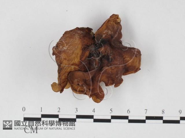 登錄號:F0025704藏品圖，第1張