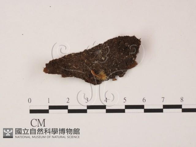 登錄號:F0005704藏品圖，第1張