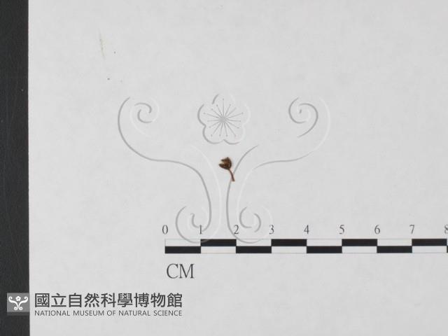 發光小菇藏品圖，第1張