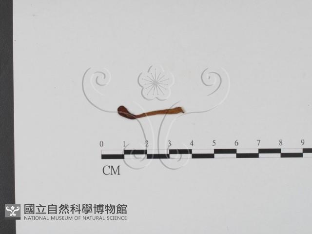 登錄號:F0003704藏品圖，第1張