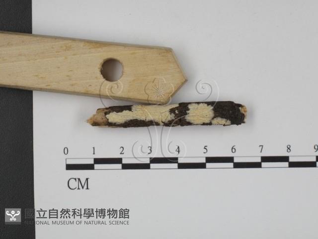 登錄號:F0013704藏品圖，第1張