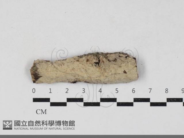 筍殼菌屬藏品圖，第1張